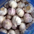 New crop fresh natural normal white garlic